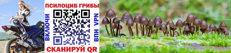 сколько стоит  Эртиль  Псилоцибиновые грибы Psilocybe 